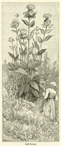 Safflower (gravure)