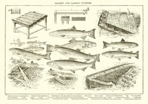 Zalm en Zalmcultuur