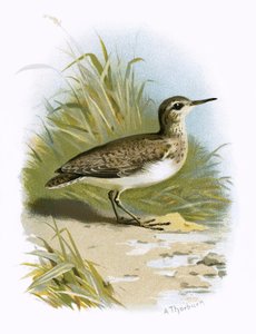 Strandloper door English School