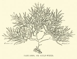 Sargasso, of Golfwier door English School