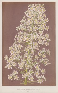 Saxifraga Longifolia Vera door English School