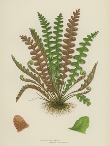 Schubvarens