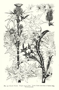 Schotse Distel; Hoogte tot 4 voet; Onderste bladeren soms 18 inch lang; Bloemen paars door English School