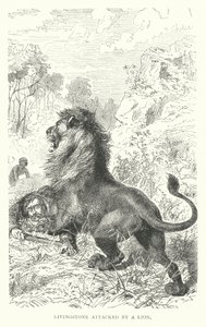 Schotse missionaris David Livingstone aangevallen door een leeuw in Afrika