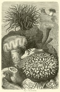 Zeeanemonen door English School