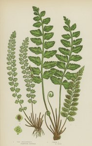 Zee-miltkruid, groene miltkruid