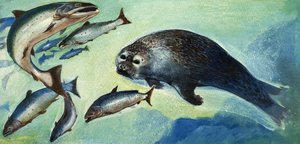 Zeehond en vis door English School