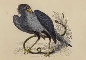 Secretarisvogel