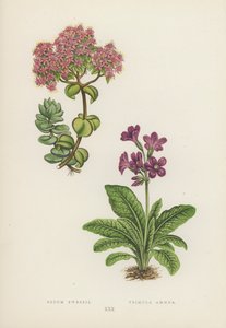 Sedum Ewersii; Primula Amoena door English School