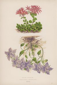 Sedum Spurium; Campanula Barrelieri