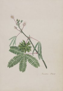 Gevoelige Plant, illustratie uit een Album van Gedichten, Grafiettekeningen & Aquarellen, c.1828