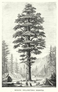Sequoia (Wellingtonia) Gigantea (gravure)