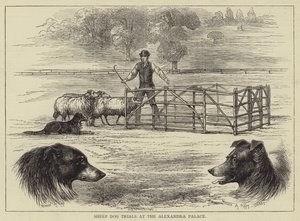 Schapenhond Proeven bij het Alexandra Palace door English School