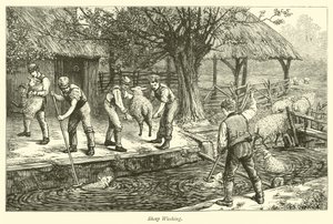 Schapen wassen door English School