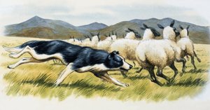 Herdershond