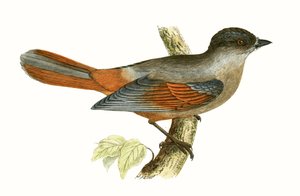 Siberische Gaai, illustratie uit 