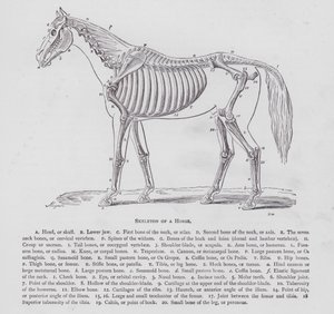 Skelet van een paard