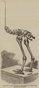 Skelet van de Dinornis, in het Museum van het Royal College of Surgeons (gravure) door English School