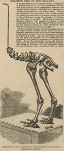 Skelet van de dinornis, een gigantische vogel uit Nieuw-Zeeland door English School