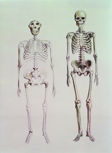 Skeletten van Australopithecus Boisei en Homo Sapiens door English School