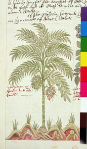 Dadelpalm uit 