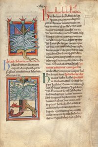 Sloane Ms 1975 fol.48 Het kruid Basilicum
