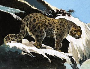 Snow Leopard