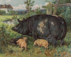 Zeug en biggen