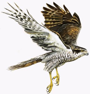 Sperwer