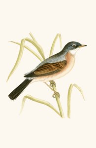 Brilgrasmus, illustratie uit 