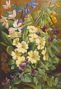 Lentebloemen (kleurenlitho) door English School