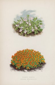 Stachys Corsica; Nertera Scapanioides door English School