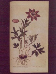 Steranemoon (Anemone hortensis), plaat 123 uit William Curtis
