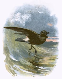 Stormvogel door English School