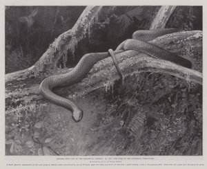 Studies uit het leven in de dierentuin, het huis van de loodgrijze boomsalamander door English School