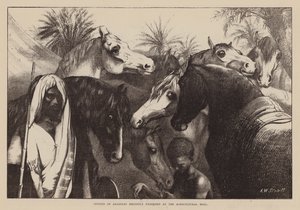 Studies van Arabieren onlangs tentoongesteld in de Landbouwhal (gravure) door English School