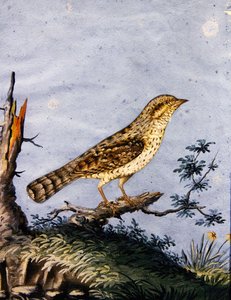 Studie van een vogel, c.1800 door English School