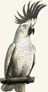 Sulphur-crested kaketoe