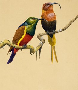Zonnevogels (gouache op papier)