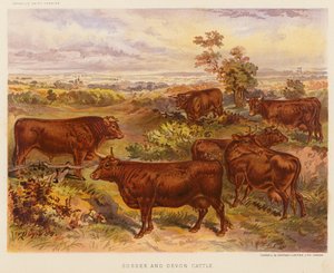 Sussex en Devon vee