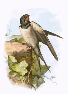 Zwaluw
