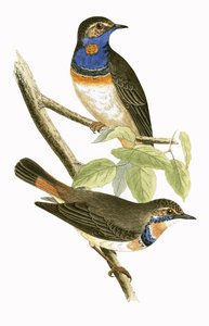 Zweedse blauwkeel, illustratie uit 