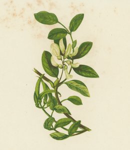 Zoete Melkvetch, Astragalus Glyciphyllus door English School