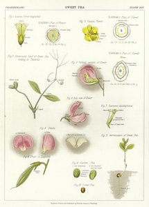 Lathyrus