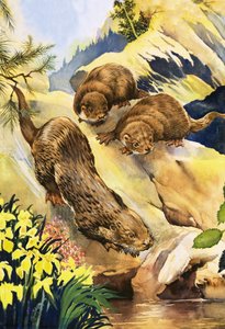 Zwemlessen voor otters