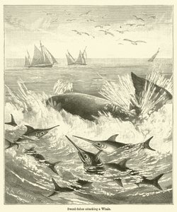 Zwaardvissen die een Walvis aanvallen door English School