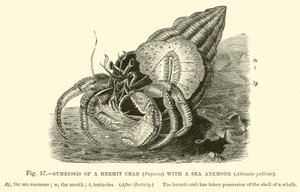 Symbiose van een Heremietkreeft (Pagurus) met een Zeeanemoon, Adamsia palliata door English School