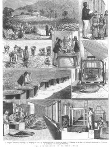 Theecultivatie in Brits-Indië, 1876