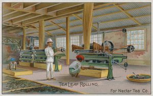 Theebladrollen, voor Nectar Tea Co, handelskaart door English School