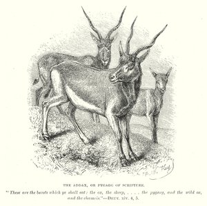 De Addax, of Pygarg van de Schrift (gravure) door English School